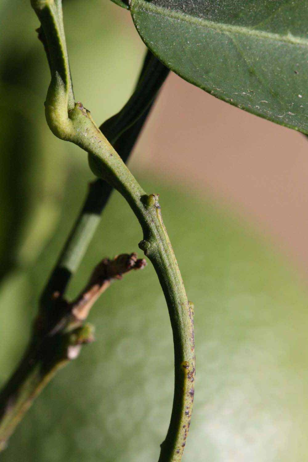            First year twig (Riverside, CA)   